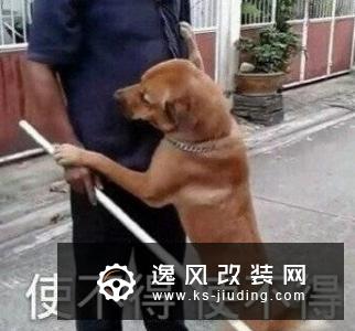 车事囧图：熊孩子出没！开车上高速狂奔250公里